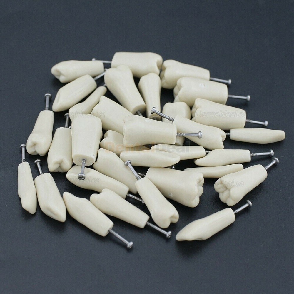 Dental Typodont M8023 32Pcs Replacement Teeth Fit Columbia 860